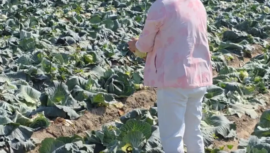 影/冬季高麗菜豐收！嘉義菜農開放自採　1顆10元超便宜