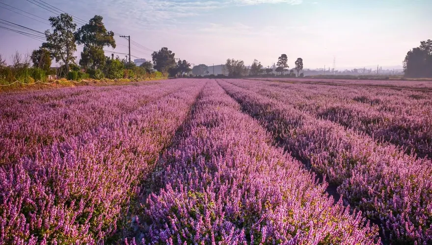 酷洛米降臨桃園！　仙草嘉年華11/22「紫色花海」夢幻登場