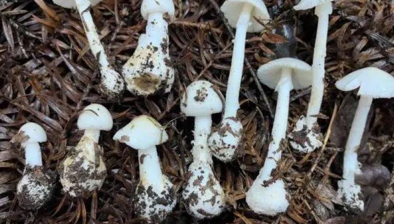 一家四口吃野生菌菇「誤食毒菌」5歲女不治　醫：應先催吐
