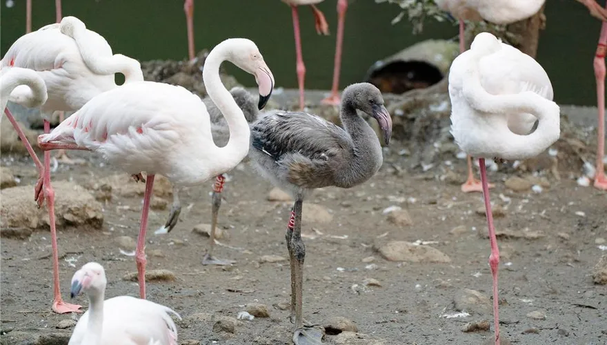 台北動物園迎大紅鶴「嬰兒潮」！6隻寶寶萌翻全場