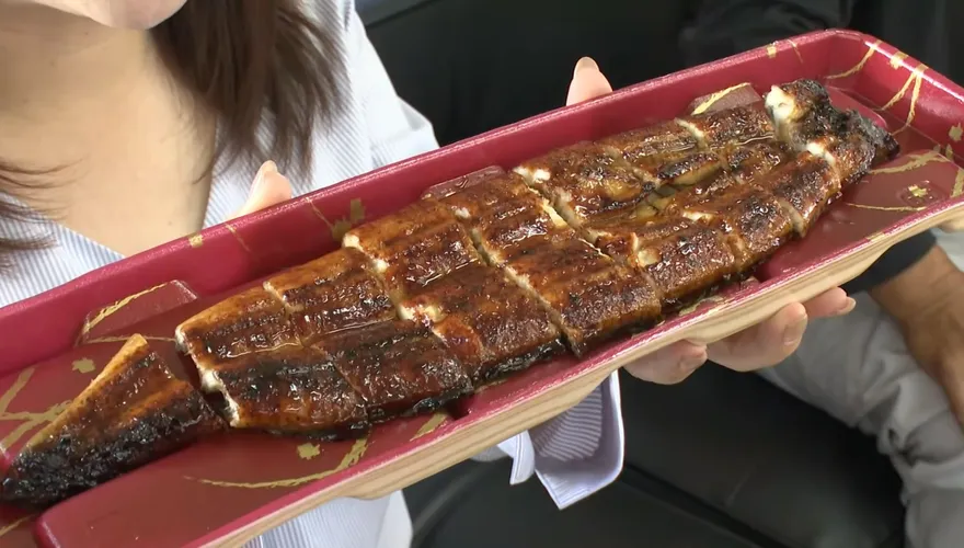 日本年吃6.1噸鰻魚！慘淪瀕危物種　抗議CITES貿易限制