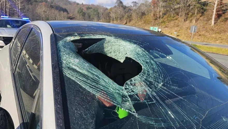 美北卡「老鷹把貓扔下砸中車」　擋風玻璃破大洞駕駛嚇瘋
