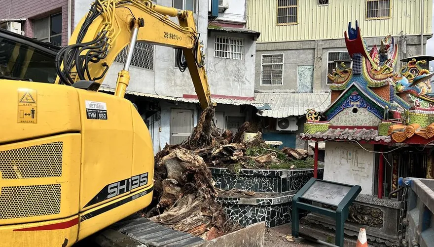 花蓮富里鄉百年榕樹枯死　居民不捨道別