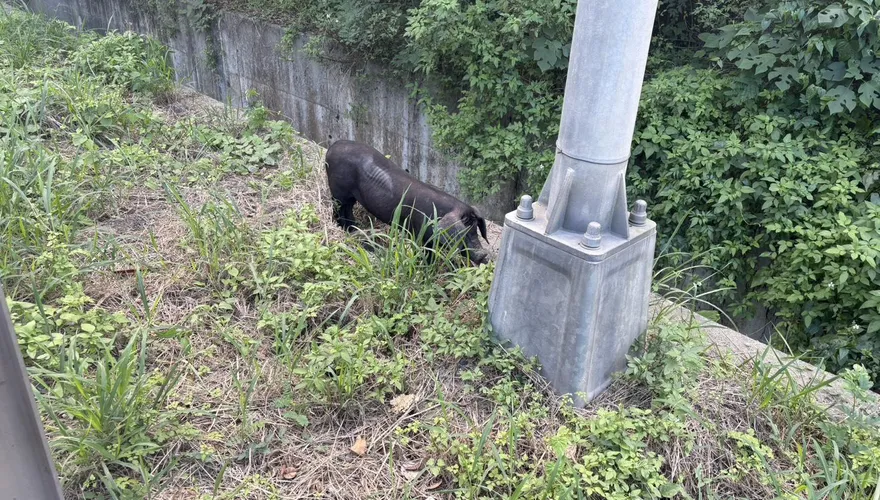 影/台64線2黑豬「跳車」觀音山隧道急封閉　車流回堵2.4公里