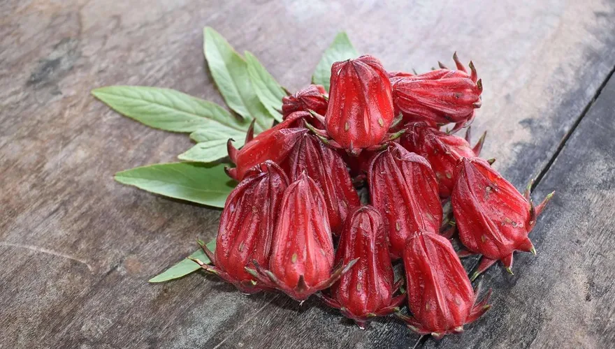告別手搖飲！醫大推「洛神花配綠茶」助血管健康穩定血壓