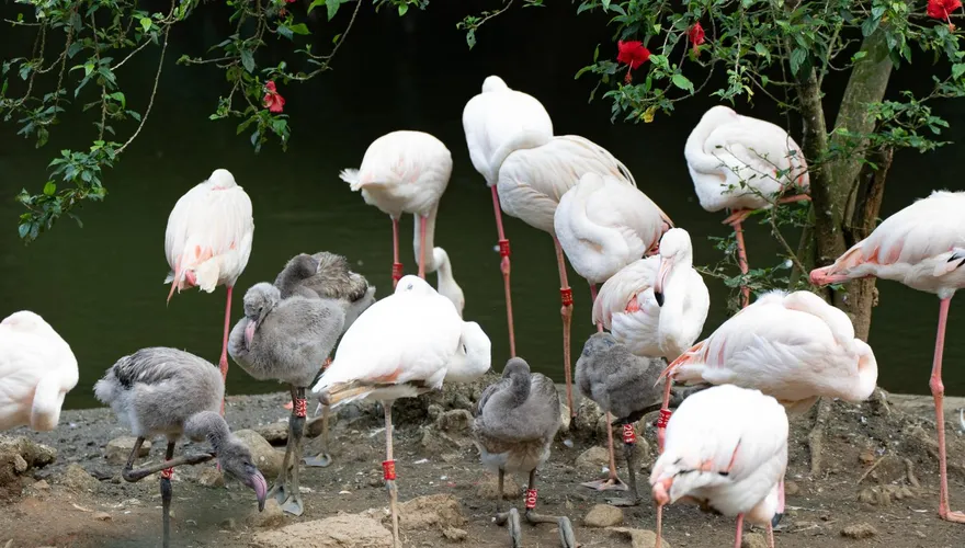 影/北市動物園「添丁」喜訊！　6隻可愛大紅鶴寶寶誕生