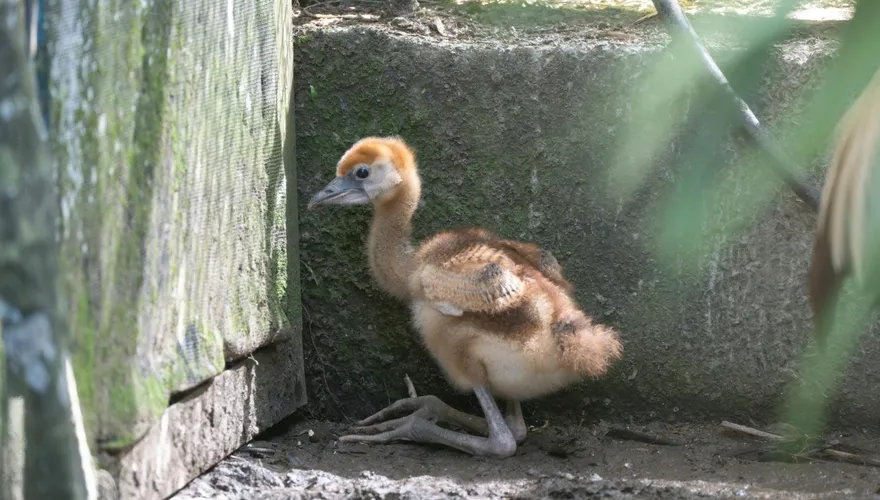 太暖心！台北動物園灰頸冠鶴寶寶竟由黑頸冠鶴撫養長大