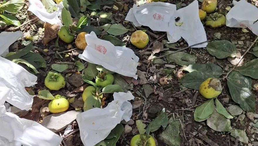影/果農心痛！南投甜柿園變buffet　獼猴攻陷「剩2成可收」
