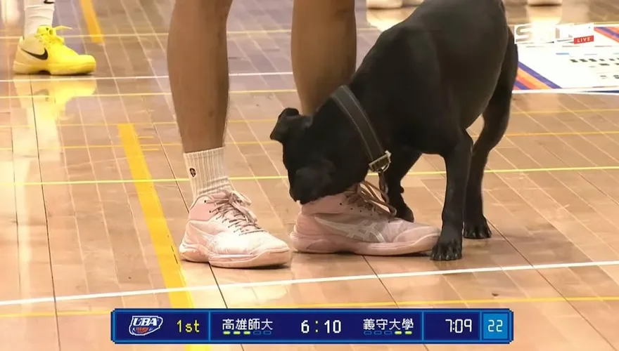 UBA/黑狗亂入比賽喊停！緊咬球鞋不放　全場看傻眼