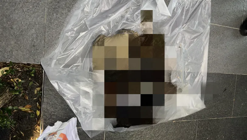 殘忍！女涉虐殺14貓遭列黑名單　北市府依動保法約談