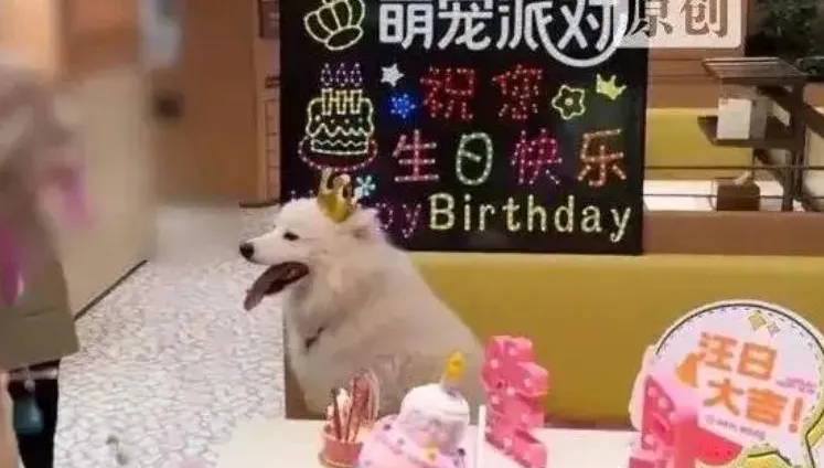 狗狗也能吃火鍋？海底撈深圳店首創寵物專區　為萌寵慶生惹議