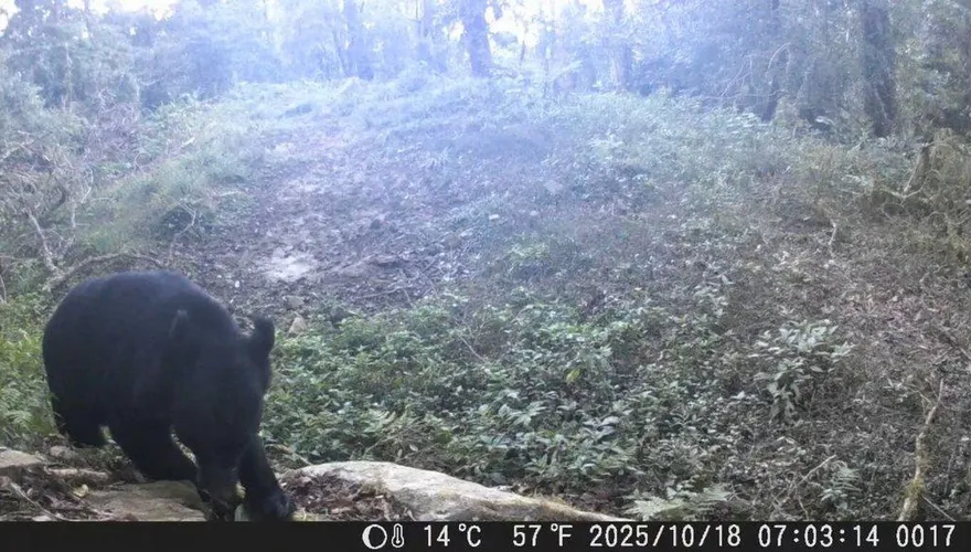 影/直擊台灣黑熊出沒特富野古道　林保署：別裝死、帶熊鈴