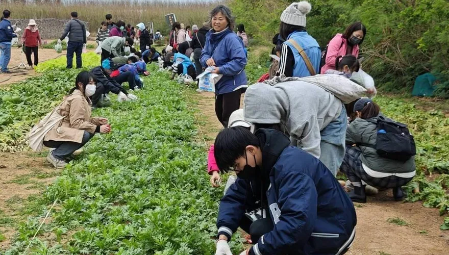 澎湖湖西山海食旅！親子體驗採青菜、扒貝殼