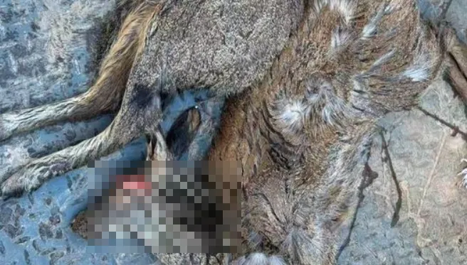 陸保育動物「馬麝」遭殘忍獵殺！「剖肚取麝香」後棄屍荒野