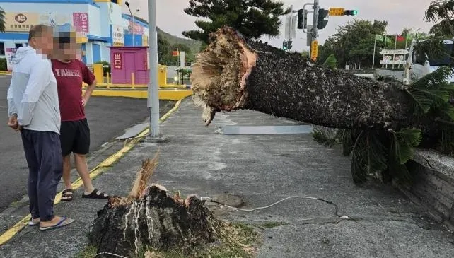 影/啪！墾丁大街一陣落山風　路樹底部斷裂橫躺馬路
