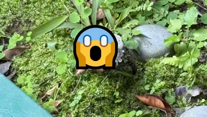 雜草堆冒出「三指斷手」！網嚇：快報警　竟是電線搞烏龍