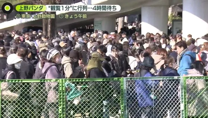 日雙胞胎貓熊下月將返中　民眾擠爆動物園「排4hr只為看1分鐘」