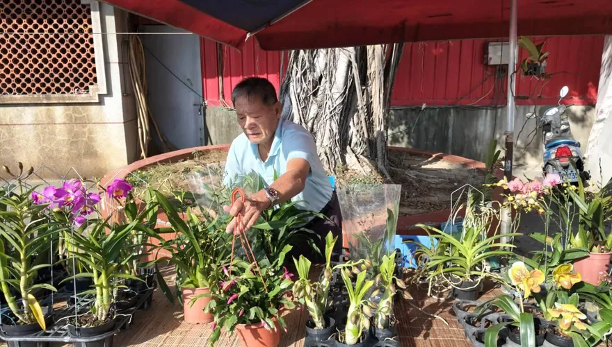 交通紅單牽動愛心接力　朴子賣蘭花阿伯守法換地點續生活