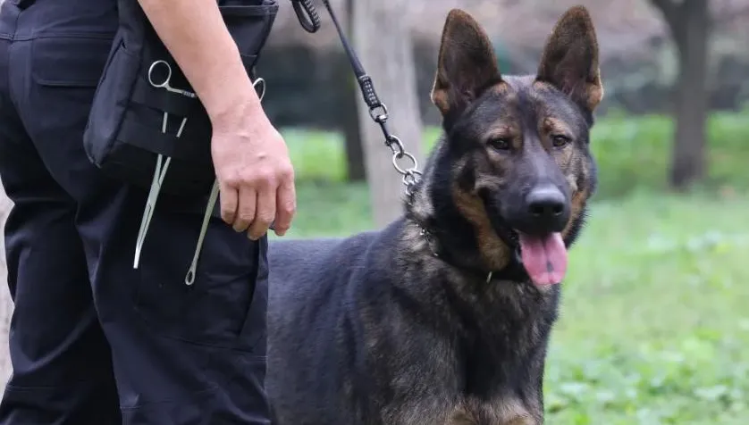 警犬都要自主研發！擺脫外國犬種依賴　陸力推警用「昆明犬」