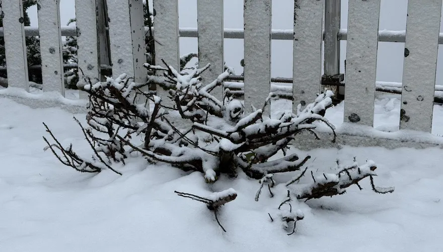 下波冷空氣更強！「0度線」高度降低　高山有望飄雪