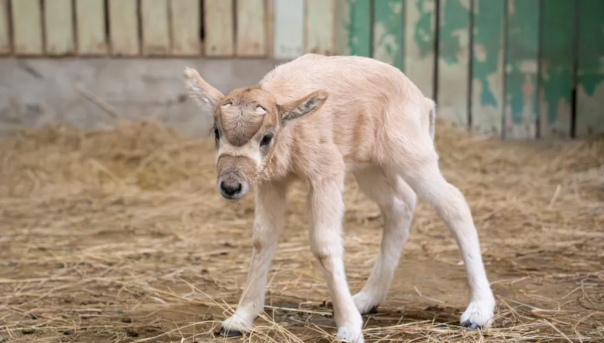 影/年底喜訊！北市立動物園迎弓角羚羊寶寶　保育員接手育幼
