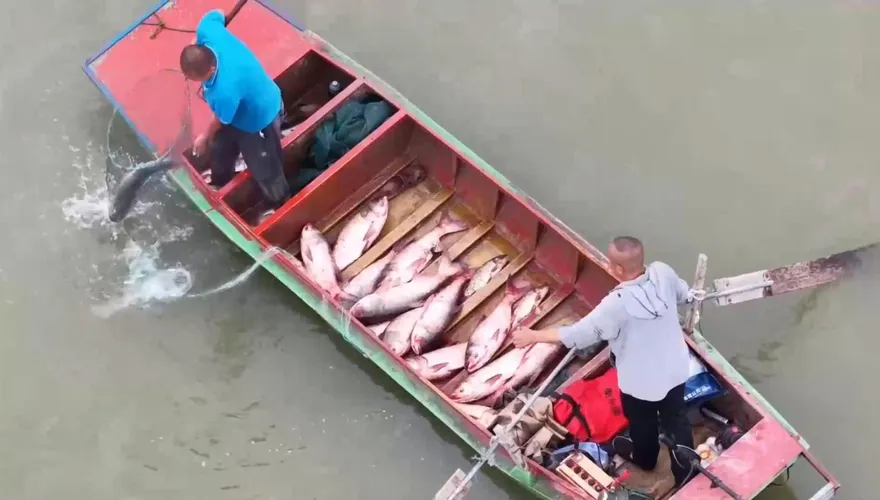 大陸對魚下手了！中科院培育出「無刺鯽魚」