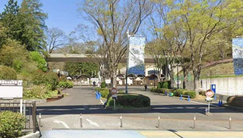 驚險一刻！東京多摩動物園狼隻脫逃4小時　遊客無人傷亡