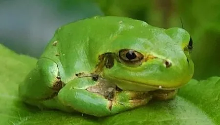 兩棲動物少罹癌症！「日本雨蛙腸道菌」抗癌效果比化療更好