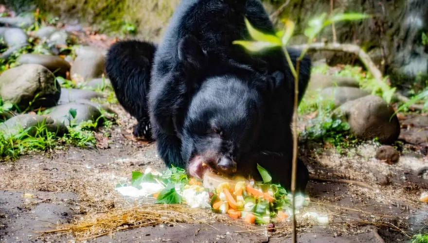 影/亞洲黑熊「黑糖」慶生！台北動物園推「無痕山林」