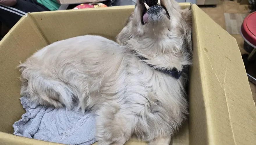 新莊臘腸犬3樓墜落重傷遭棄養　飼主被重罰近13萬+終身禁養