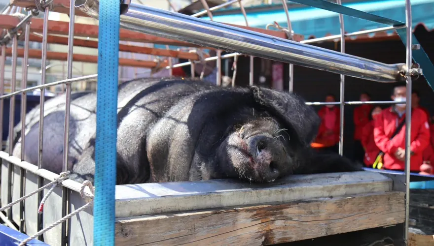 彰化溪湖福安宮當眾宰神豬　台灣防止虐待動物協會怒轟：虐殺