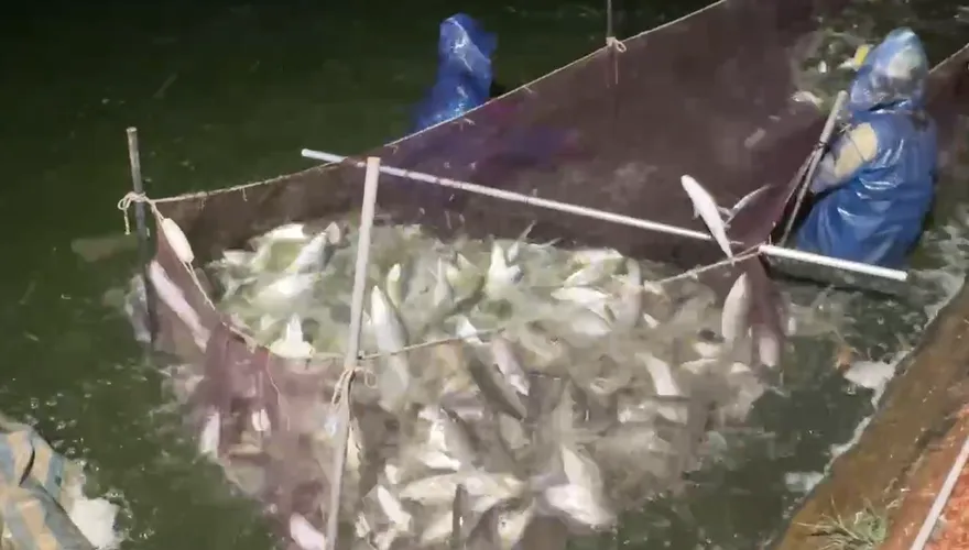 虱目魚越來越貴！養殖面積腰斬　「漁電共生」結構性風暴來臨