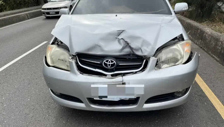駕駛嚇傻！彰化水鹿碰撞轎車「騰空翻滾」　車頭還卡鹿毛