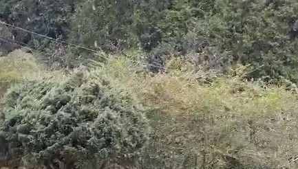 影/睽違8年！阿里山今早下雪了　玉山又現霧淞美景