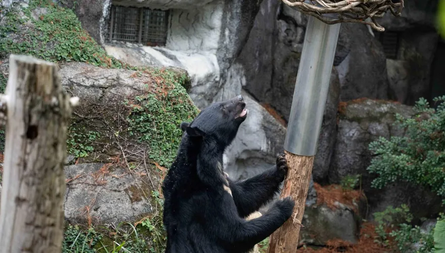 影/北市動物園黑熊當工讀生？　「黑熊晃晃柱」超萌覓食畫面曝