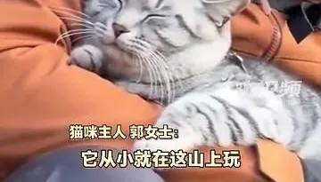 影/被當流浪貓反覆救助！陸山頂上「絕望貓」被迫日復一日爬山回家