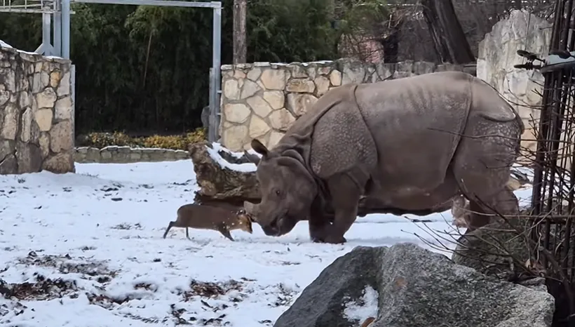 影/體重差近1700kg！波蘭山羌正面單挑巨犀　狂吸千萬觀看