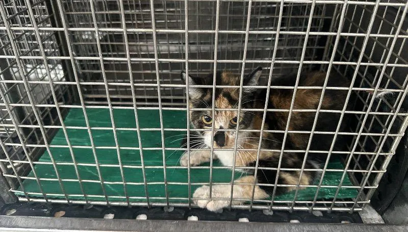 「猛鬼大樓」西寧國宅傳逾20隻貓受困！動保處出動捕貓籠