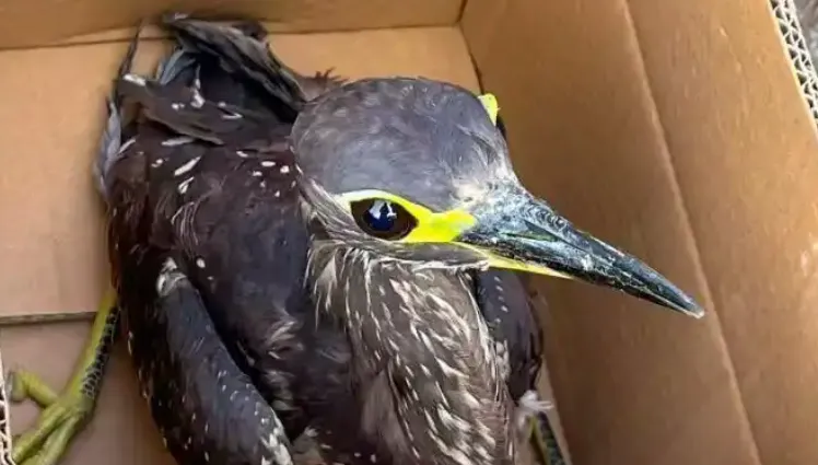 比貓熊還稀有！陸釣友發現受傷鳥隻　竟是「世界最神秘的鳥」