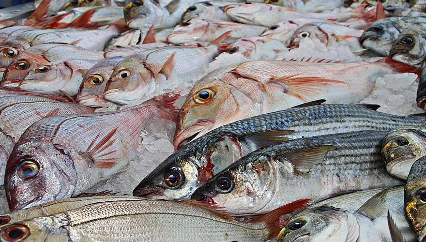 醫點名「5種魚」富含Omega-3 　錯誤烹調...營養全失還傷身