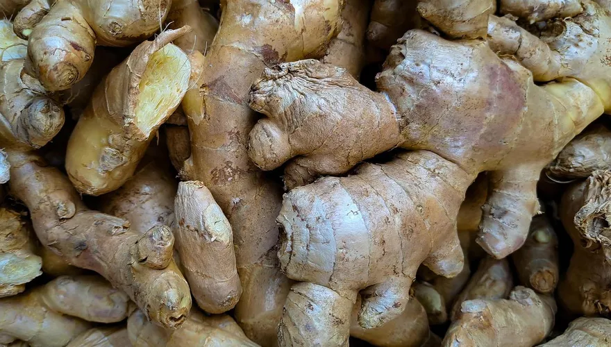 薑發芽可吃！食藥署：放到爛恐含2B類致癌物「黃樟素」