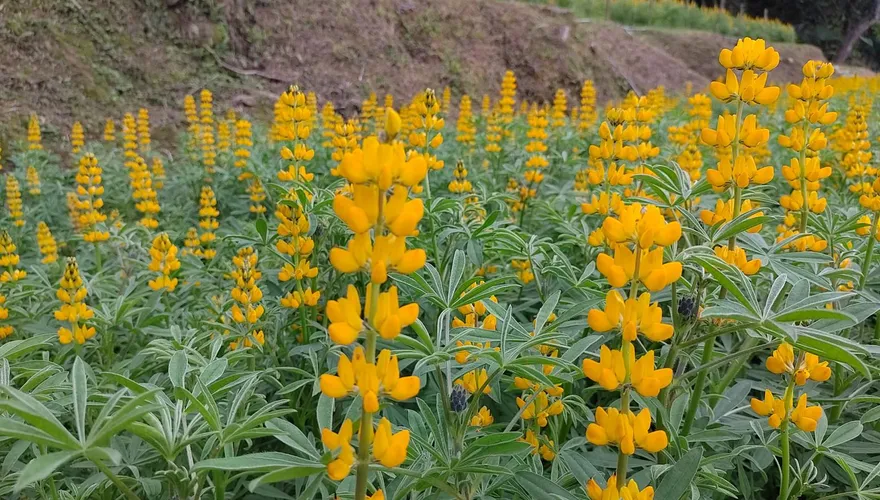 貓空茶鄉金色花海登場　2/7踏春活動限額60組