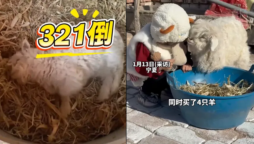 影/一碰就「裝死」！「戲精小羊」走紅陸網　身價飆漲7百倍