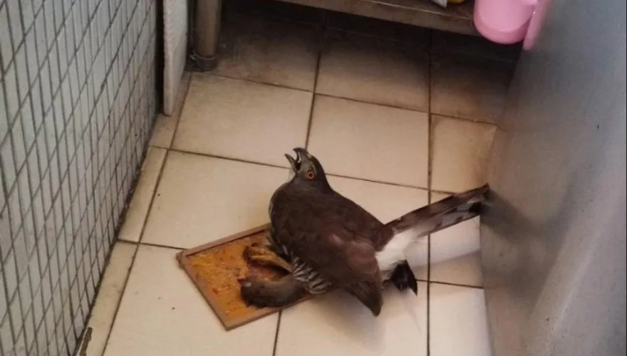 捕鼠高手「鳳頭蒼鷹」困黏鼠板　新北動保處火速救援