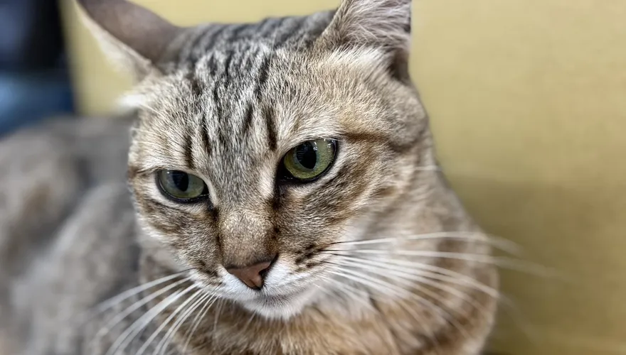 猴硐貓村亮紅燈！200隻貓剩30隻　居民憂心未來只剩地名