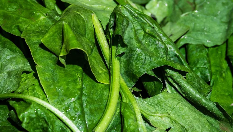 菠菜「根部」最營養！9成人都丟掉　醫：滿滿的鎂、鐵