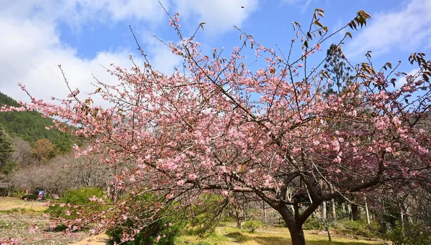 情人節前後櫻花接力綻放！　台中福壽山千櫻園2/14開園