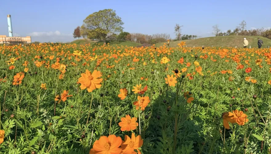 繽紛花海盛開！台中后里環保公園黃波斯、向日葵接力綻放