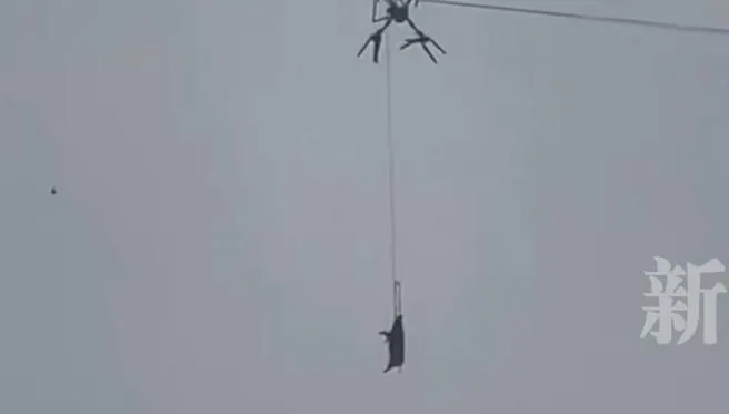影/豬在半空晃！陸男用「無人機運豬」卡高壓電　害全村大停電