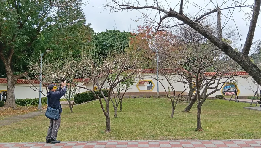 士林官邸白梅盛開中！未來2週宜賞花　志成公園凜冬迎花季